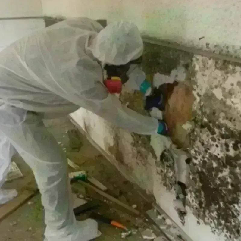 Mold Remediation and Removal in Carroll County, VA